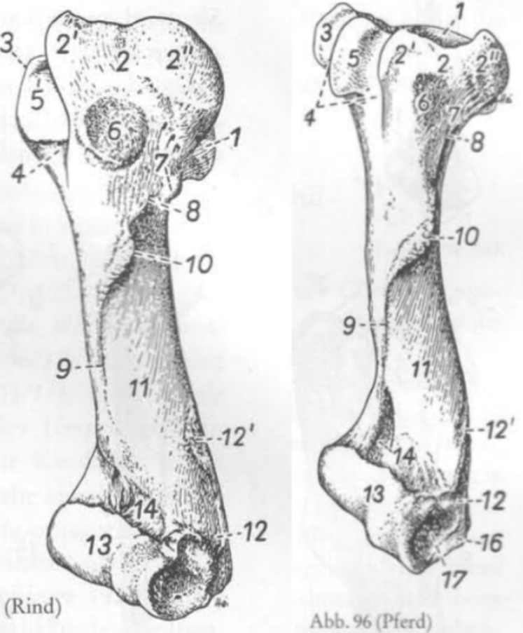<p>Humerus, Lateral 10-17</p>