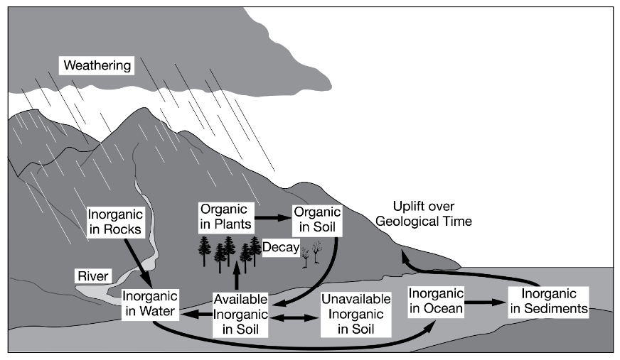 <p><span><span>The diagram above best illustrates major processes in which of the following biogeochemical cycles?</span></span></p>