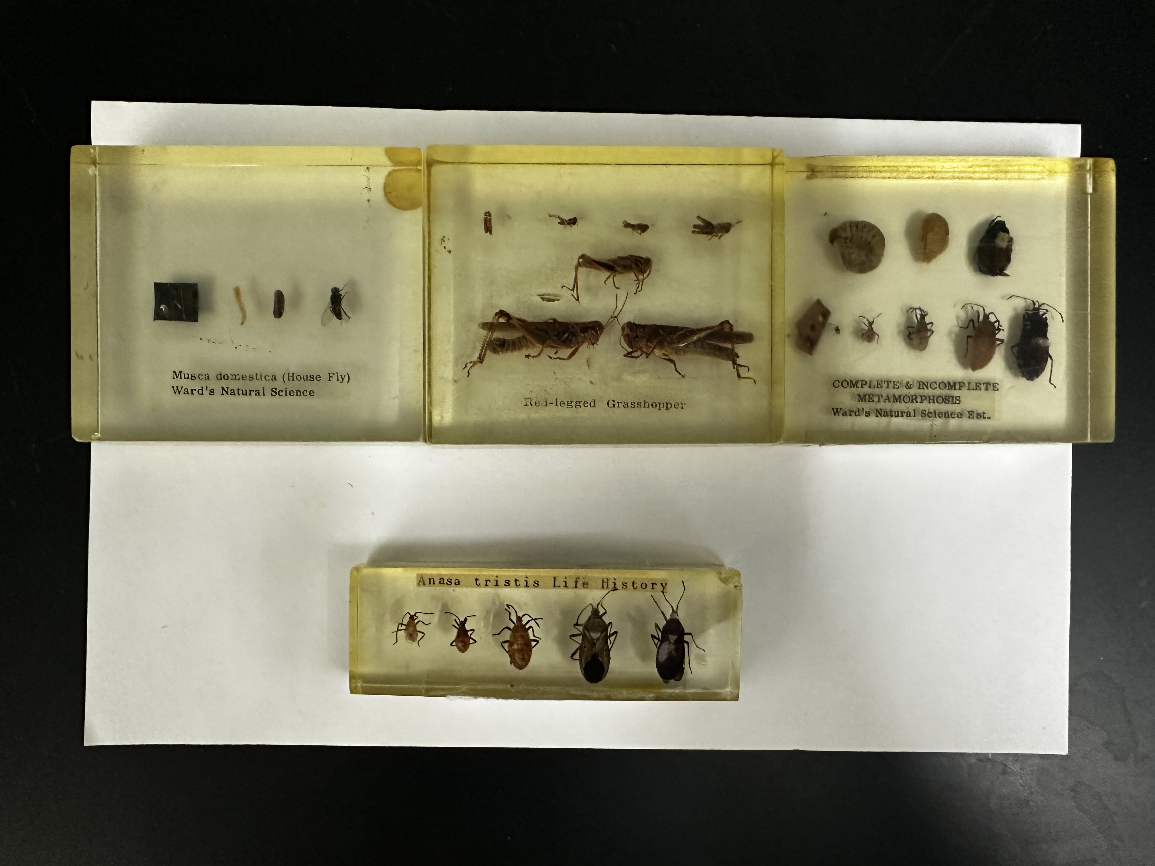 <p>Identify (Grouping(s), Phylum, Subphylum)</p>