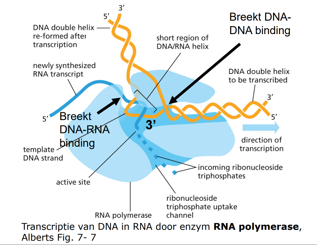 gebruikt nucleotiden ipv deoxynucleotiden, begint bij promoter (geen primer), heeft 2 strengbrekers (ingebouwde helicase), geen proofreading
