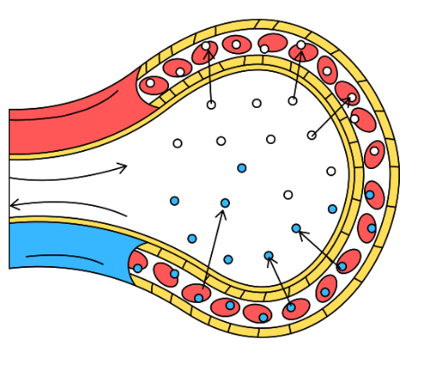 <p><span style="background-color: transparent;">movement of small particles across a selectively permeable membrane like the cell membrane until equilibrium is reached</span></p><p></p><p><span style="background-color: transparent;">ex:&nbsp;<strong>Alveoli</strong> are air sacs in the lungs and the site for gas exchange. Oxygen diffuses through the thin walls into the blood to be transported around the body. Carbon dioxide diffuses into the alveoli to be exhaled.</span></p><p></p>