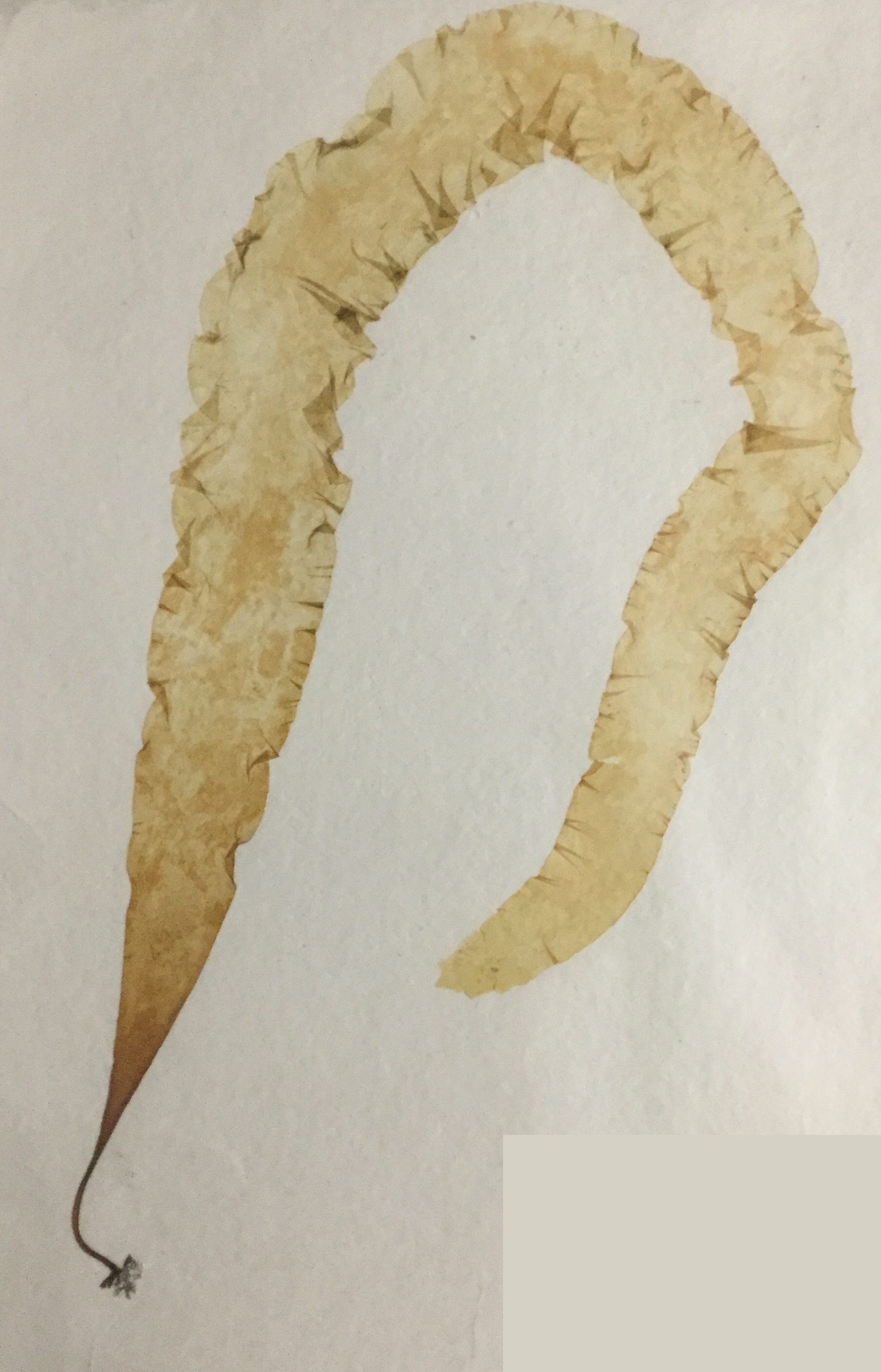 <p>This organism belongs to the phylum:</p><ul><li><p>Phaeophyta</p></li><li><p>Rhodophyta</p></li><li><p>Chlorophyta</p></li><li><p>MyxogastridaWha</p></li></ul><p>And what is the organism?</p>