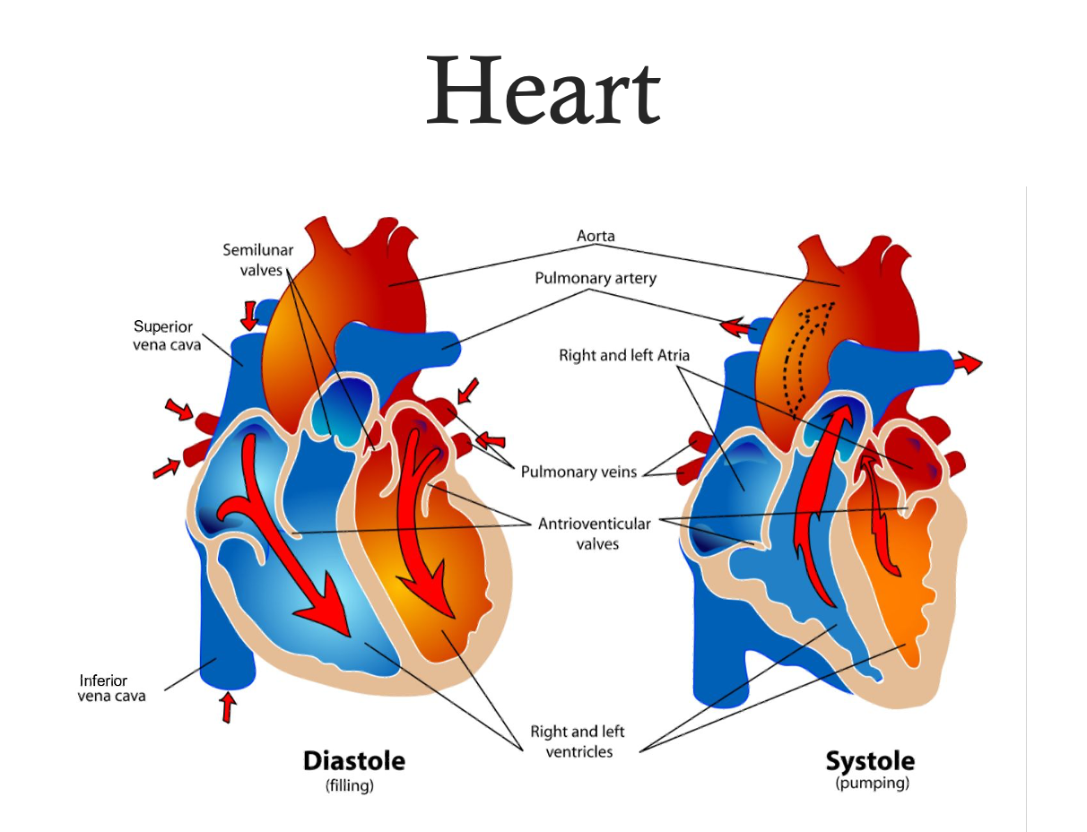 <ul><li><p>Diastole: ventricles relax</p><ul><li><p>Dysfunction: ineffective filling </p></li><li><p>EX: cardiac tamponade (abnormal amount of fluid in pericardial sac around the heart - third spacing - compresses ventricle, decrease in CO, can’t fill = complication in heart surgery) </p></li></ul></li><li><p>Systole: ventricle contract </p><ul><li><p>Determines stroke volume (how much blood is being ejected from ventricle with each contraction)</p></li><li><p>Dysfunction: ineffective pumping </p></li><li><p>EX: aortic stenosis (aortic vavle doesn’t fully open = blood in ventricle can’t be pumped out fully) </p></li></ul></li><li><p>Which valves are open </p><ul><li><p>During systole: Pulmonic and aortic </p></li><li><p>During diastole: Tricuspid and mitral </p></li></ul></li></ul><p></p>