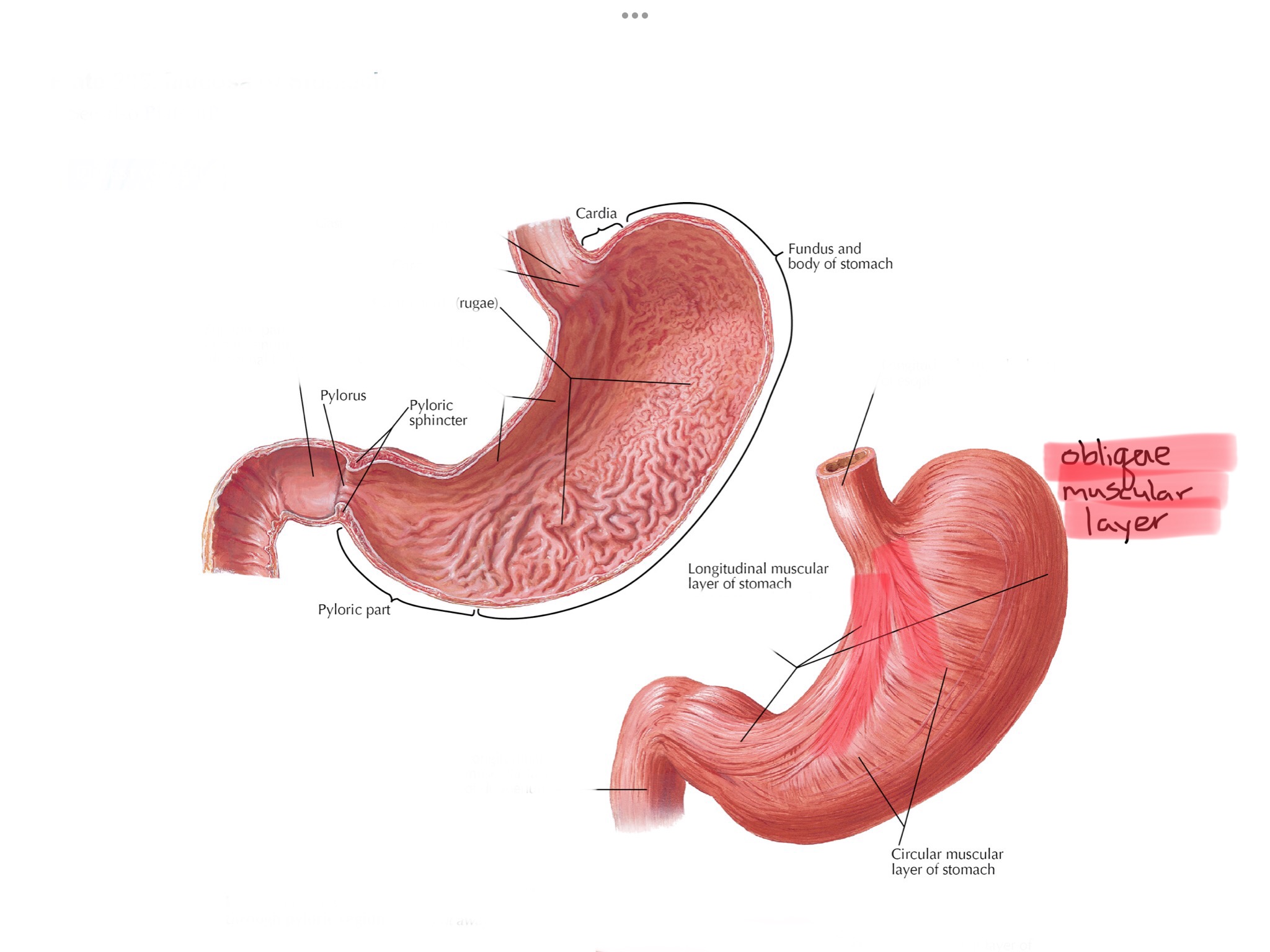 knowt flashcard image