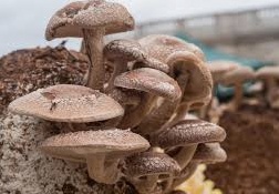 <p><span><span>Shiitake</span></span></p>