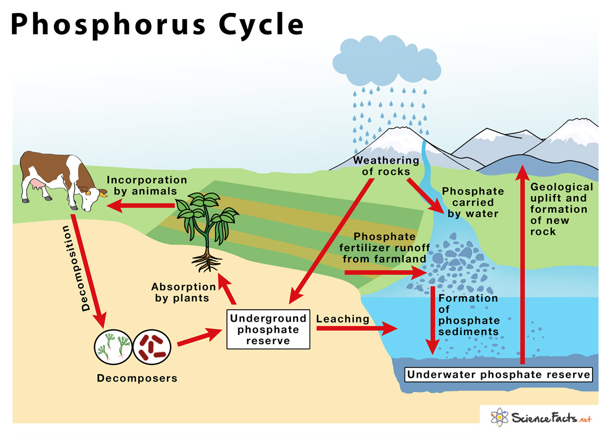 <ul><li><p>main source: rocks and soil</p></li><li><p>enters through decomposition of soil and becomes rocks, exists as rocks are broken down, phosphorus enters soil, then plants, and enters animals as they eat them</p></li><li><p>does not involve the atmosphere</p></li></ul><p></p>