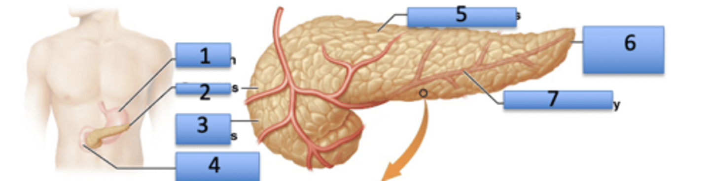 <p>1. Stomach</p><p>2. Pancreas</p><p>3. Head of pancreas</p><p>4. Duodenum</p><p>5. Body of pancreas</p><p>6. Tail of pancreas</p><p>7. Pancreatic artery</p>