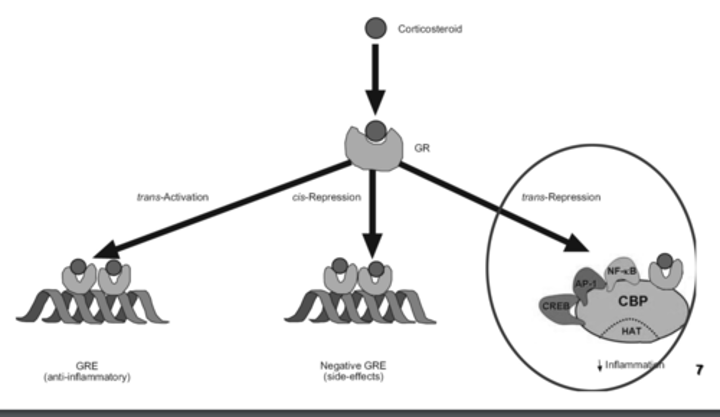 <p>binding to a protein and repressing its activity (monomers)</p>