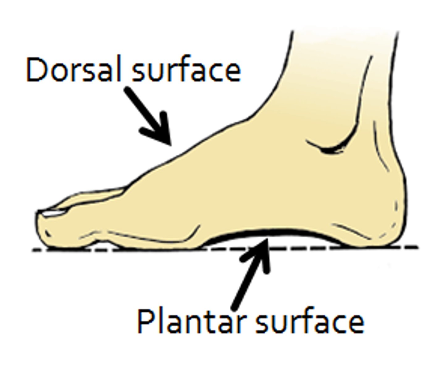 <p>plantar: towards bottom of foot</p><p>dorsal: toward top of foot</p>