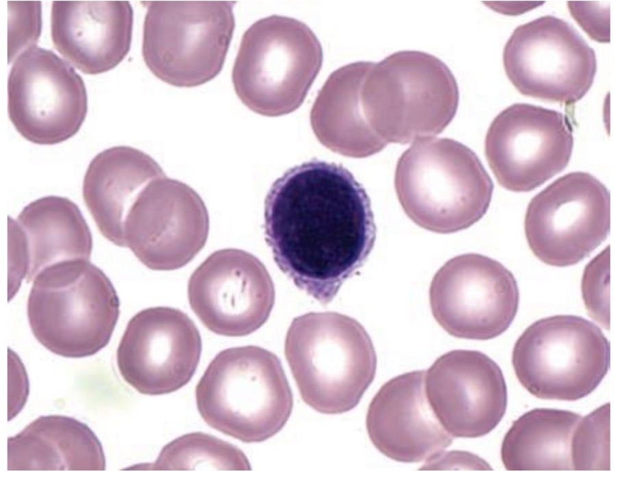 <p>Answer the questions in these following pictures</p>