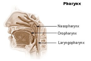 <p>nasopharynx, oropharynx, laryngopharynx</p>
