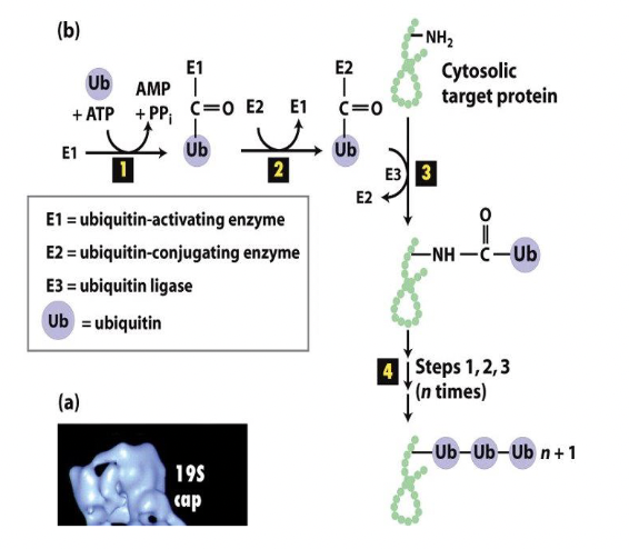 
1. ubiquitin activated by linkage to E1
2. activated ubiquitin is transferred to Cys on E2
3. E3 recognizes substrate and transfers ubiquitin to lysine side chain of target substrate
4. poly-ubiquitinylation → adding multiple ubiquitins
