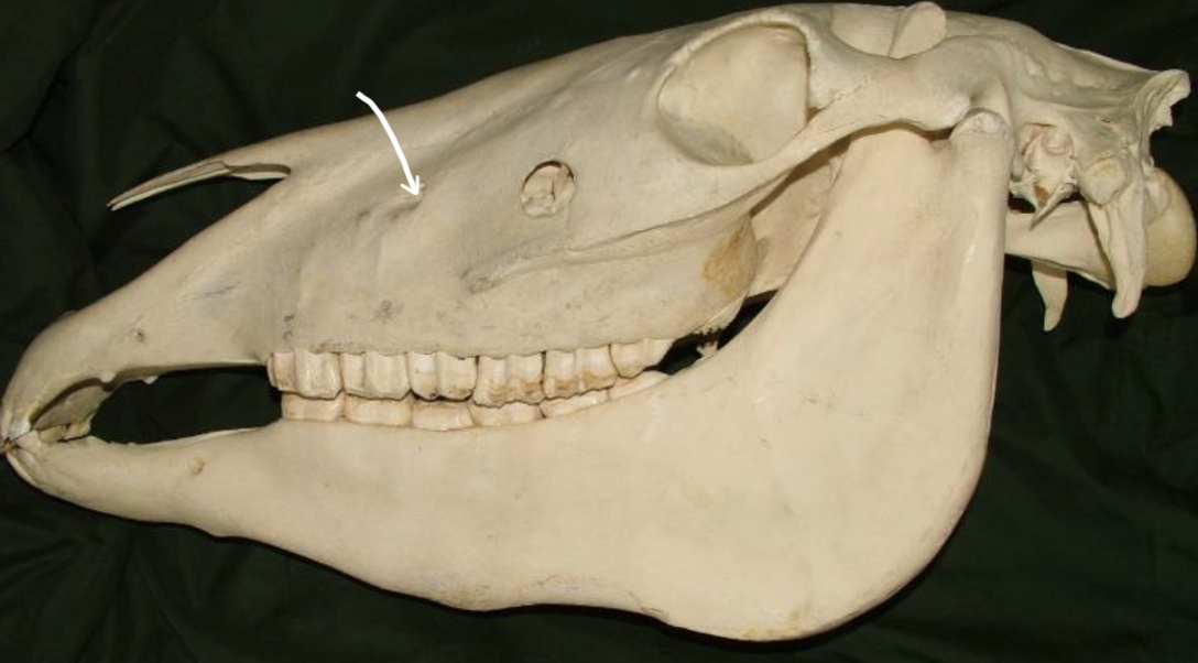 <p>Identify the labelled structure of this equine skull</p>