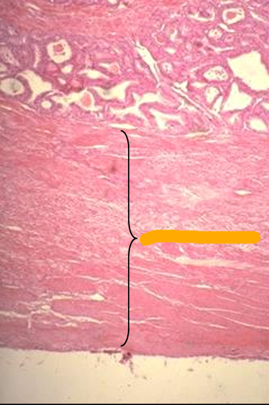 <p>Identify the structure:</p><p>Specie:</p><p>Orange:</p>