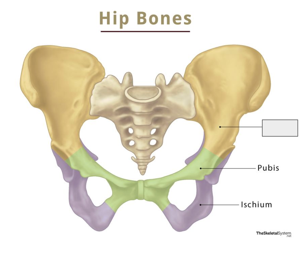 <p>Name the covered bone</p>