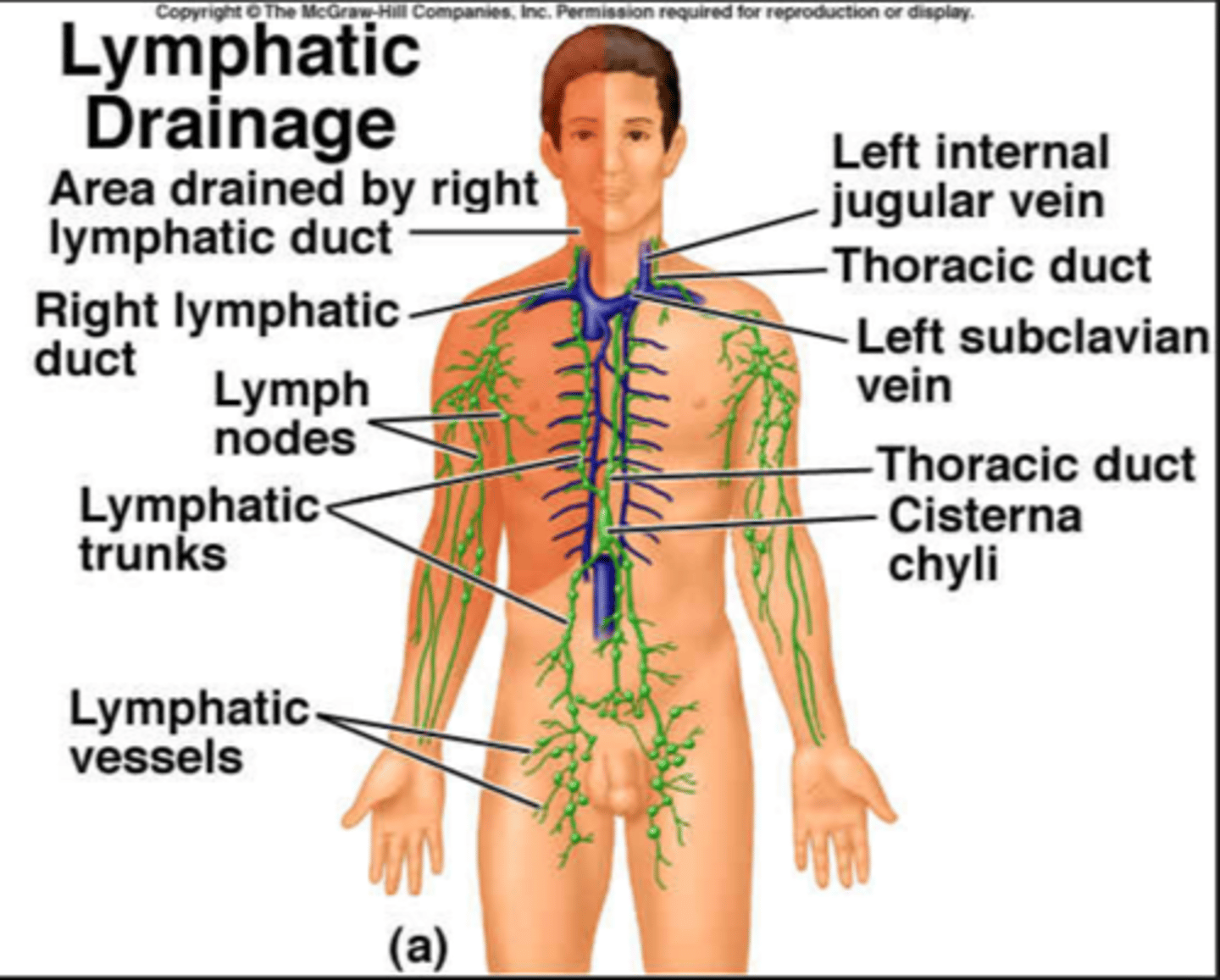 <p>Location: Long duct that originates in the superior abdomen (cisterna chyli) and ascends through the posterior mediastinum along the thoracic aorta</p><p>Description: Receives lymph from the left side of the thorax, left upper limb, left side of the head and neck, and all structures inferior to the diaphragm. Empties into the venous system at junction of the left internal jugular and left subclavian veins.</p>