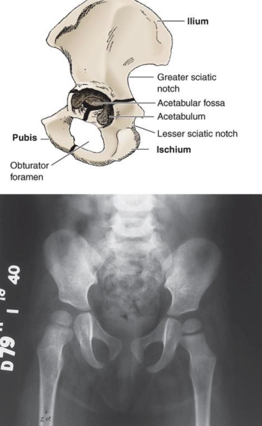 <p>full ossification occurs between 20-25 years of age</p><p>until ossification occurs, connected via cartilaginous union </p>