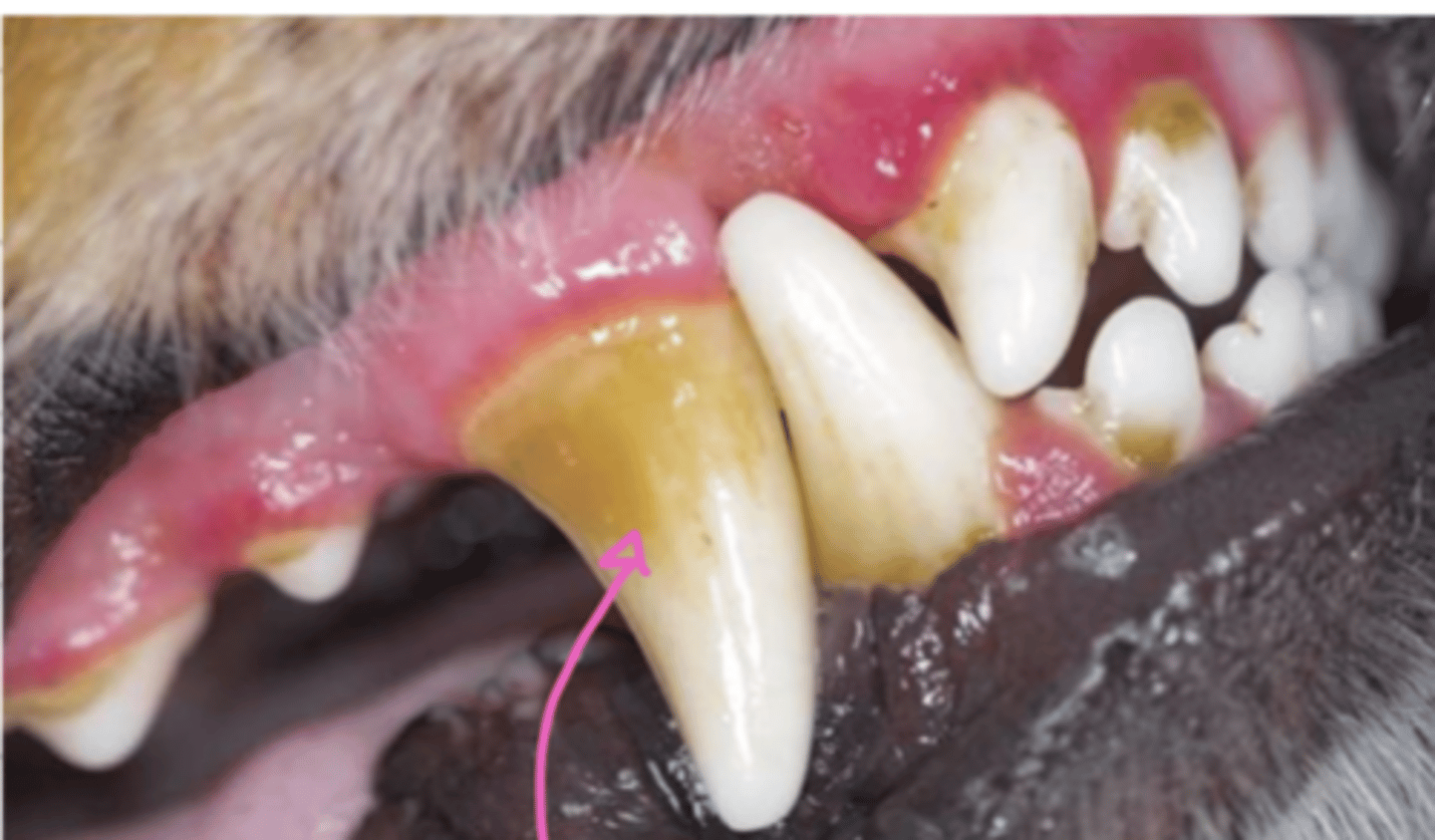 <p>what problem does this dog have?</p>