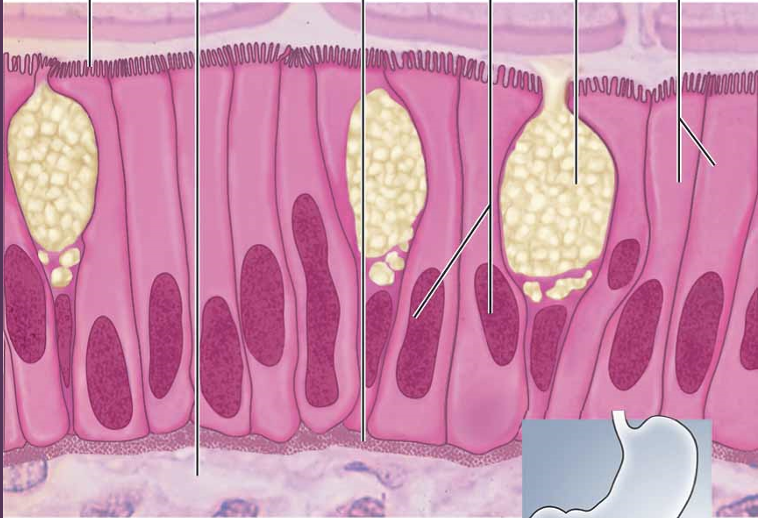 <p>simple columnar epithelium</p>