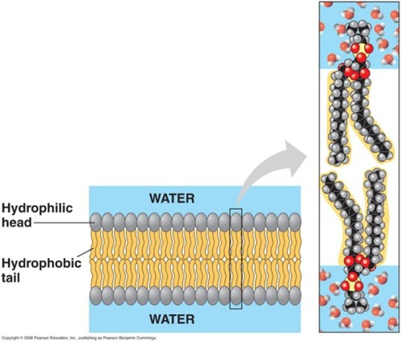 <p>A flexible bilayer.</p>