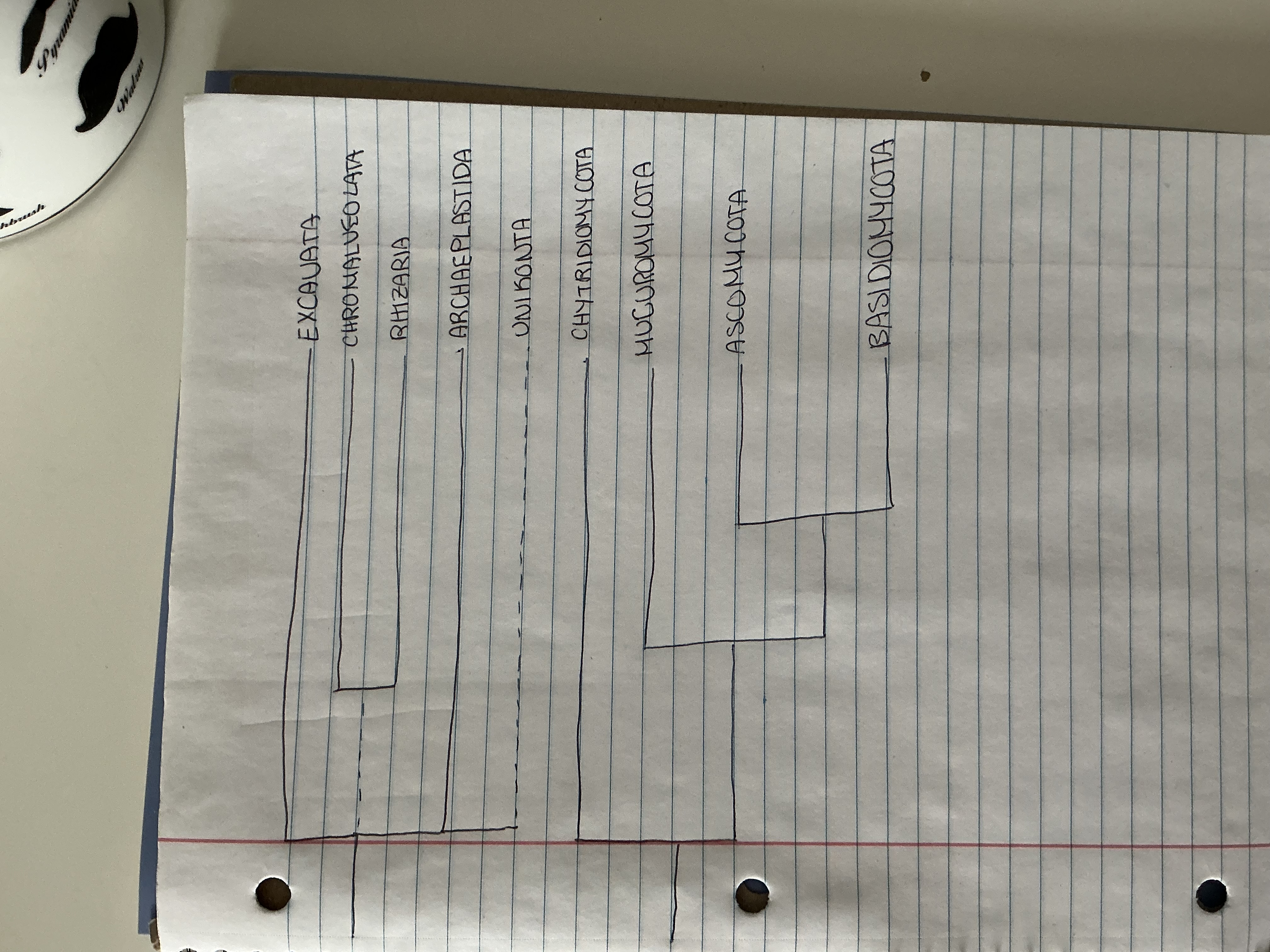 knowt flashcard image