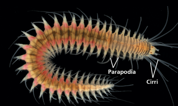 <p>Name the mode of nutrition of <span>Annelida</span></p>