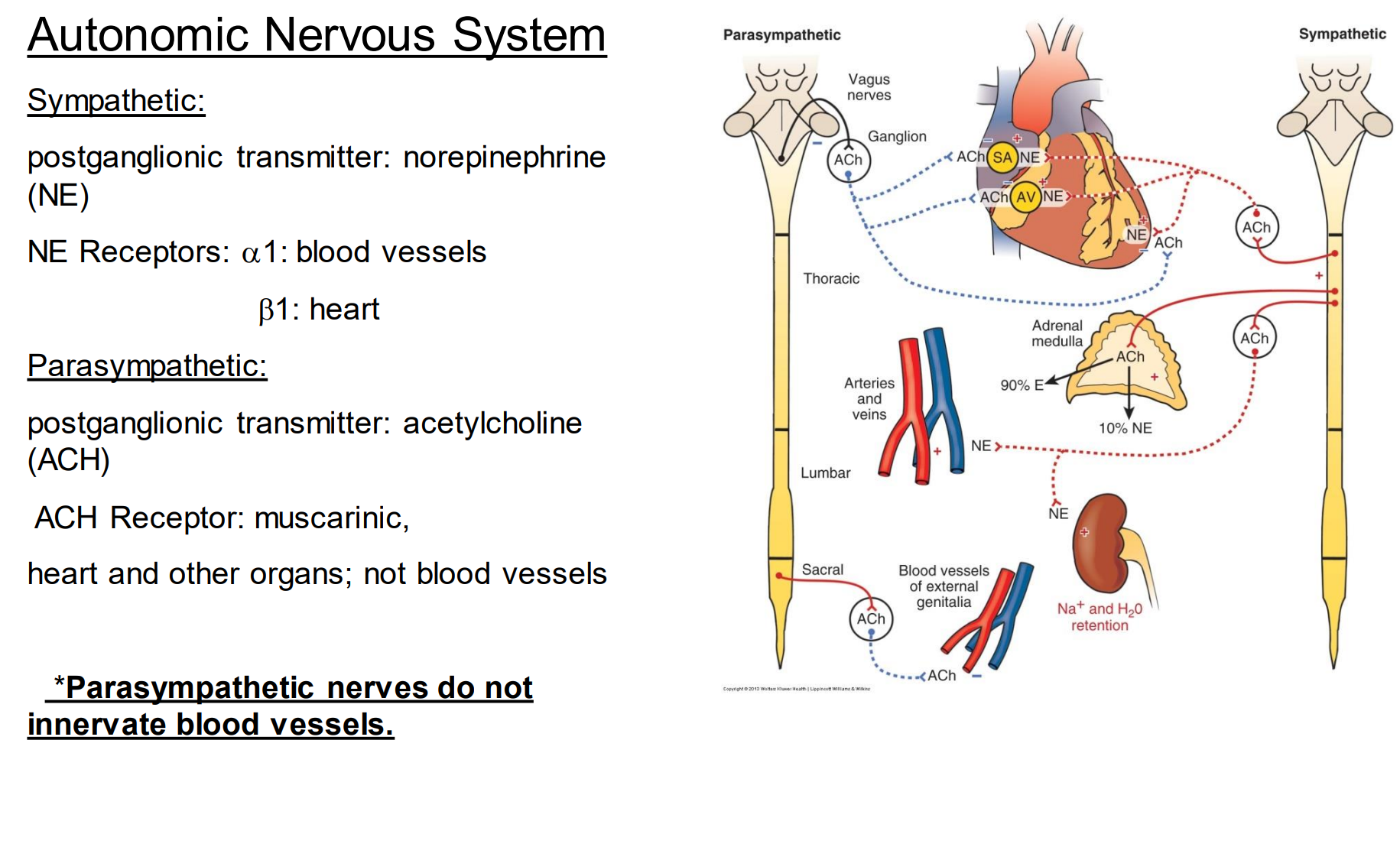 <p>When we think about regulation of blood flow we primarily are talking about the _______ nervous system.</p>
