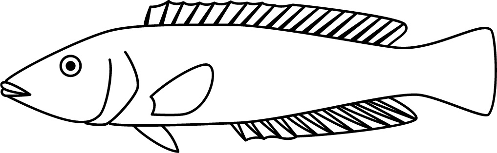 <p>Terminal mouth<br>Teeth<br>Size: 20 cm</p>