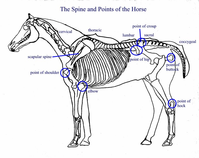 <p>The Horse</p>