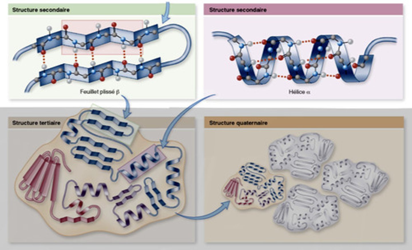 <p>Premier niveau de repliements qui dépendent de la nature des a.a, 2 types :</p><p>- repliement en hélice α</p><p>- repliement en feuillet plissé β</p>