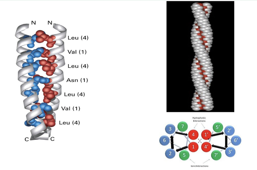 * hydrophobic surface
  * creates a coil
* leucine zipper