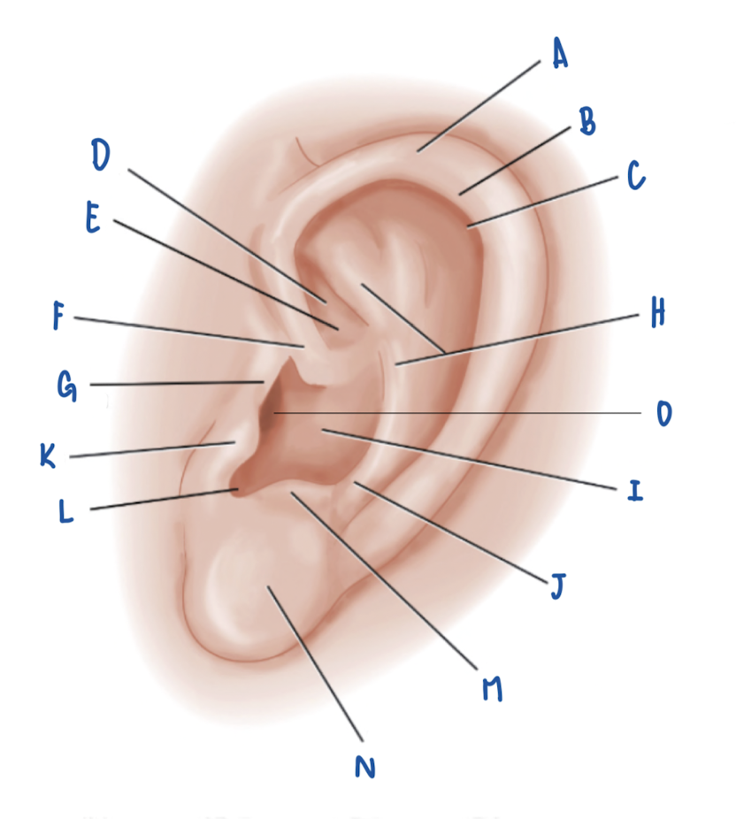 <p>Name the Part of the Pinna labeled C</p>