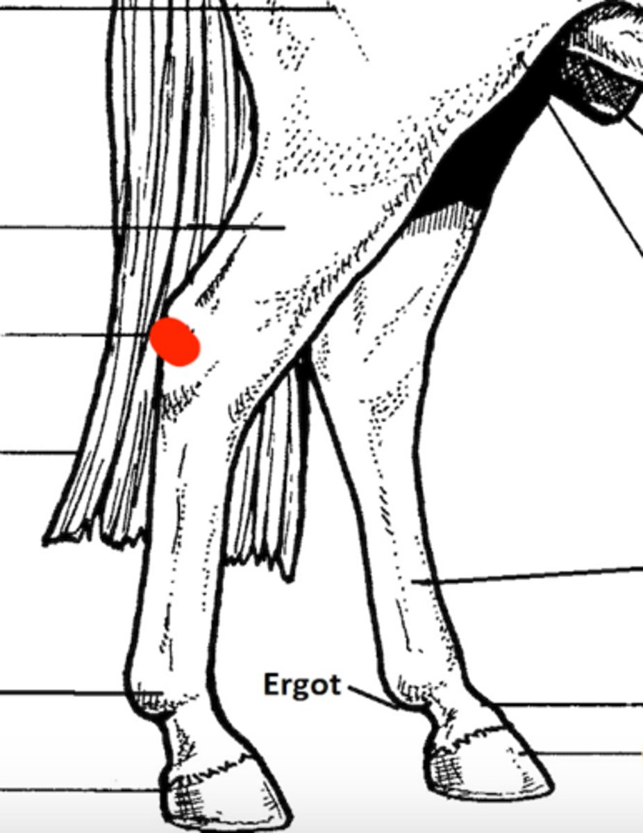 <p>Identify the structure marked by the red dot</p>
