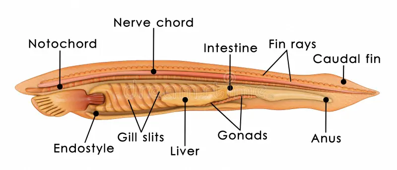 <p></p><p>LANCELETES </p><p>→ nonvertebrate</p><p>No cranium complex (Acranniates)</p><p>No cerebral, heart, respiration strucutres hemoglobin, red blood cells </p><p>25 gonands </p><p>one epidermal layer</p><p>PREY: </p><p>→ mostly diatoms and small food items </p><p>→ feed via cilla that transport water throuhg mucus mouth and pharnyx </p>