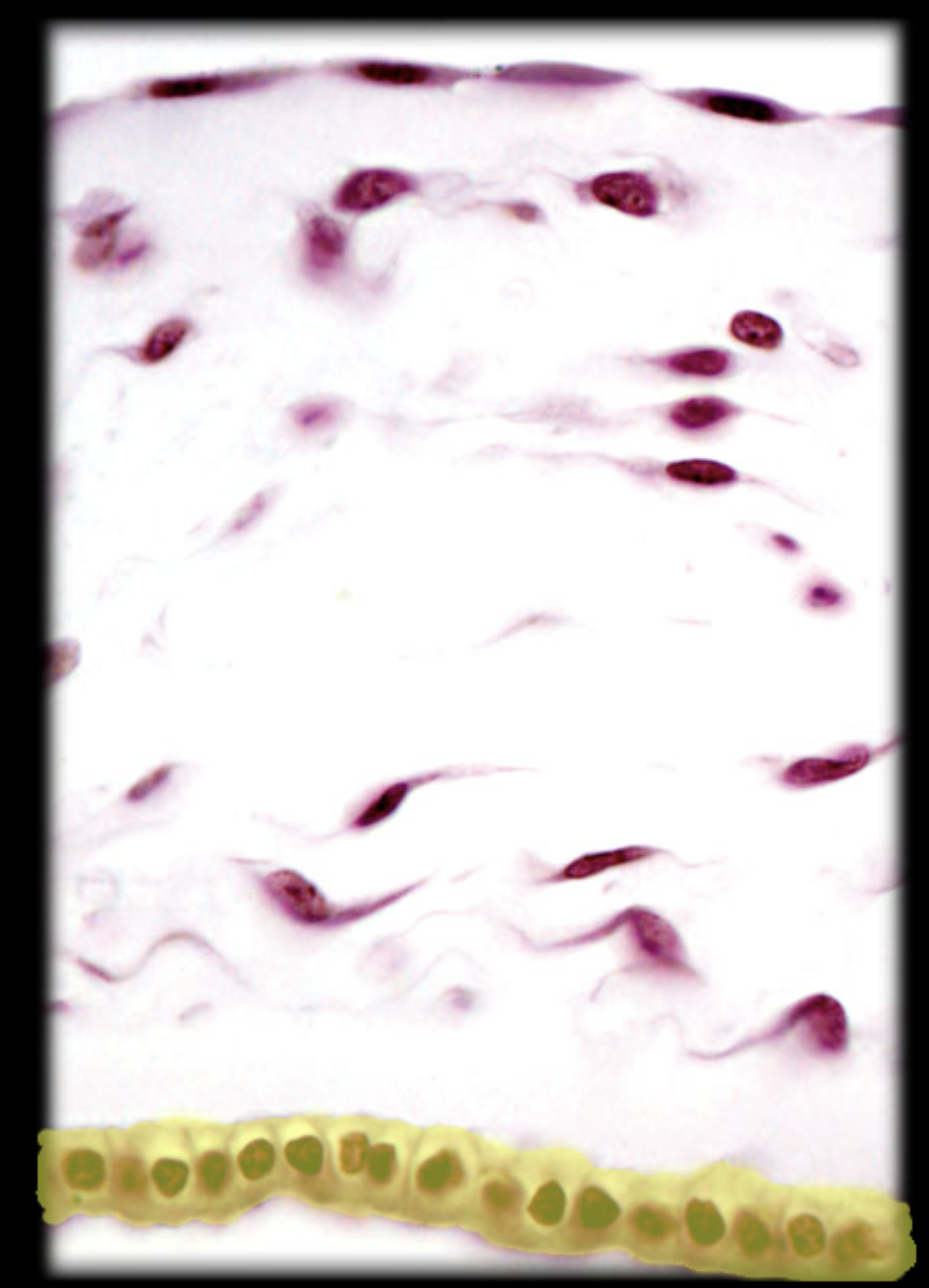 <p>Simple cuboidal epithelium</p>