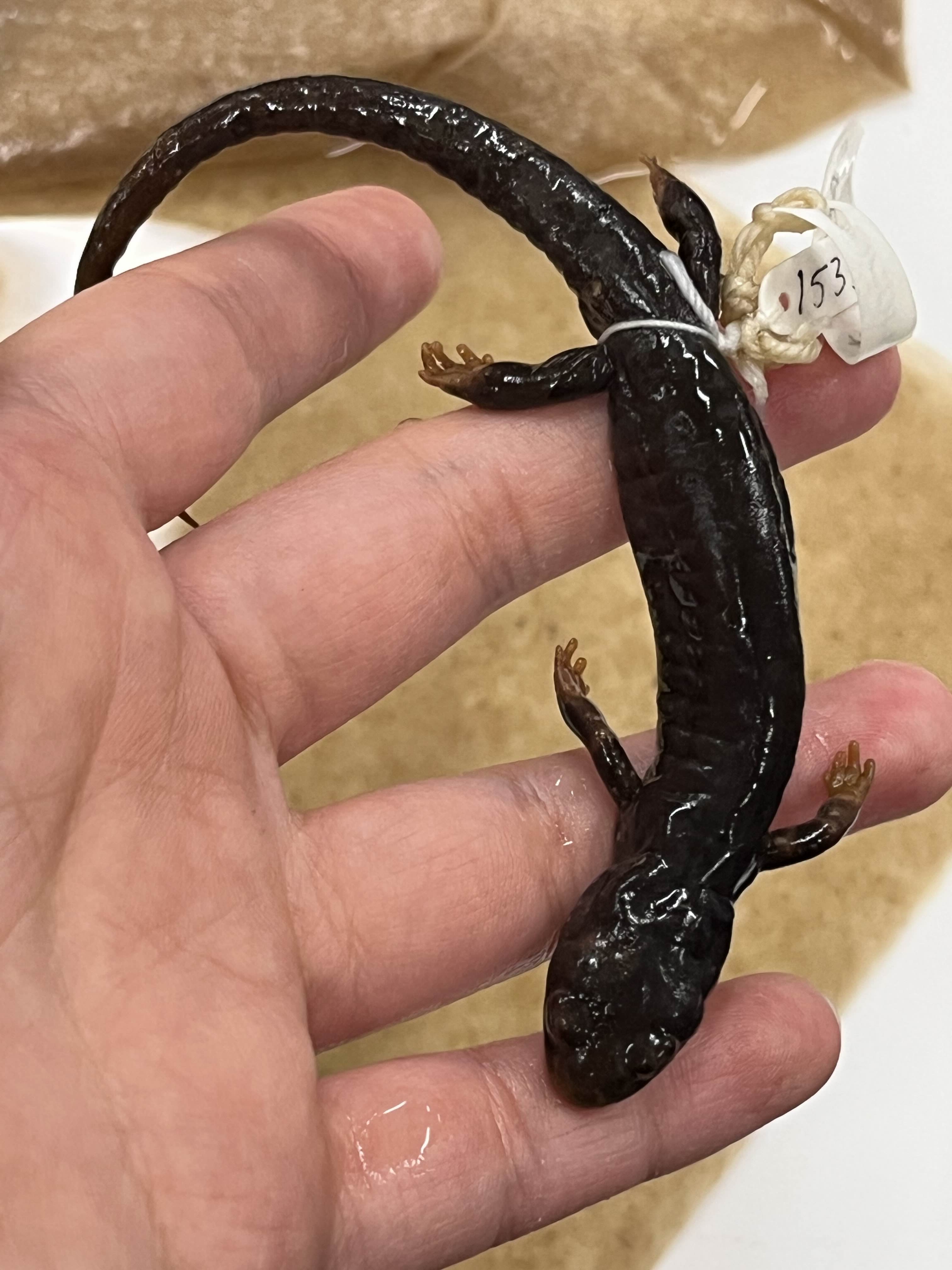 <p>Family and Genus + Species?</p><ul><li><p>Nasolabial + costal grooves</p></li><li><p><strong>Dark</strong></p></li><li><p>Triangle head</p></li><li><p>slightly less square toes</p></li><li><p>NW Coast Cali</p></li></ul><p></p>