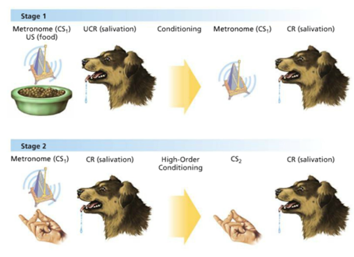 <p>when a conditioned stimulus becomes associated with a new unconditioned stimulus (e.g., an animal learns that a tone predicts food could then be taught that a light predicts the tone and begin responding to the light alone)</p>