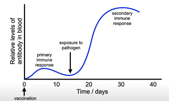 <p>-it stimulates the primary immune response to produce antibodies against the pathogen.&nbsp;</p><p>-memory cells are produced </p><p>-if the same pathogens enters again, the secondary immune response produces antibodies quickly</p><p>-the pathogen is destroyed before it causes symptoms [this gives immunity]</p>