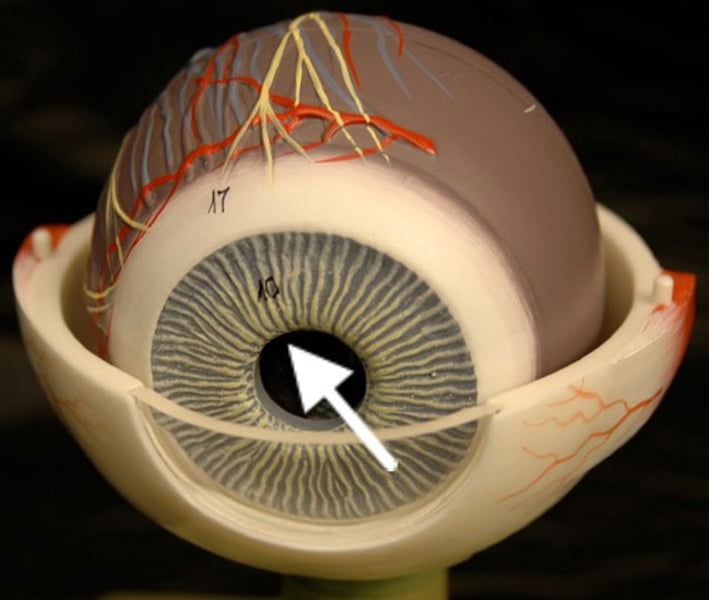 <p>Vascular Layer<br>An opening in the iris through which light enters the eye.</p>