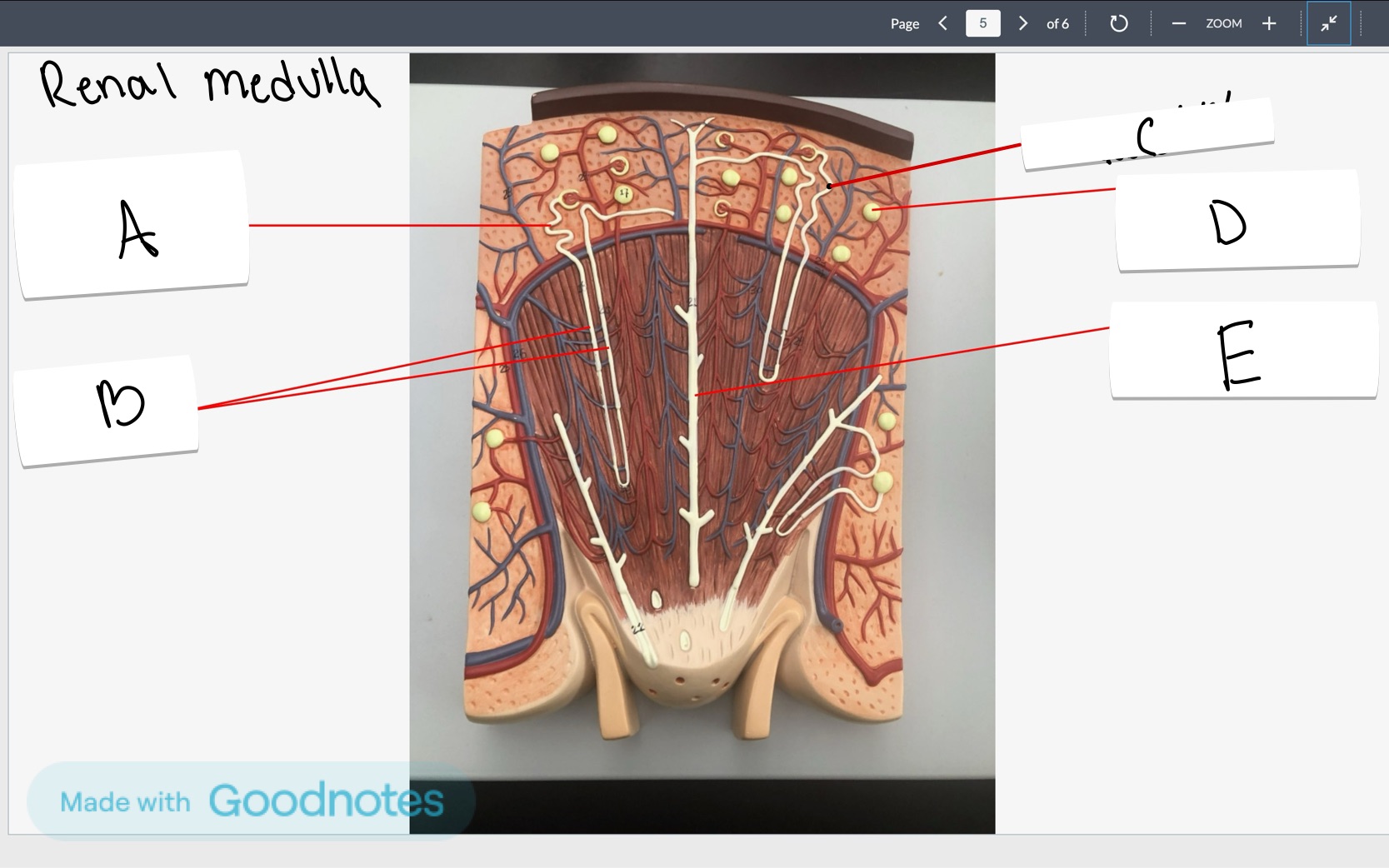 <p>What part is labeled B in the renal medulla?</p>