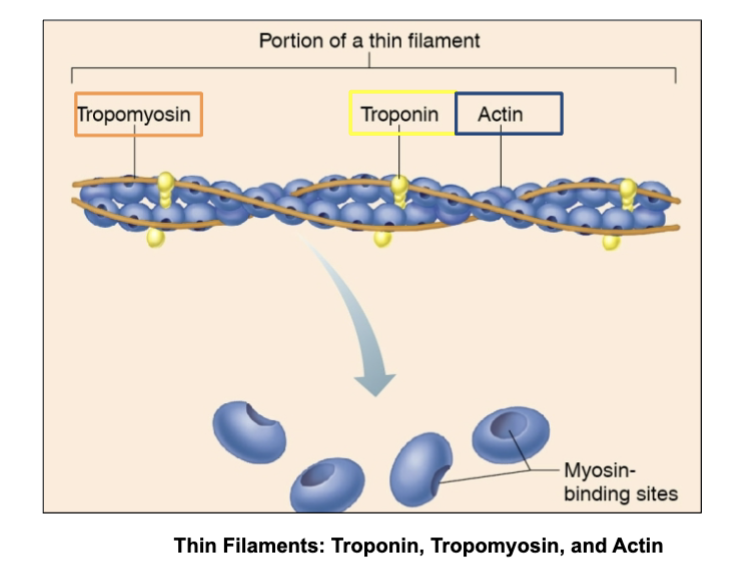 <ul><li><p>the <strong>main protein</strong> in thin filaments and serves as the <strong>binding site for myosin</strong>(on thick filaments) during muscle contraction.</p></li></ul><p></p>