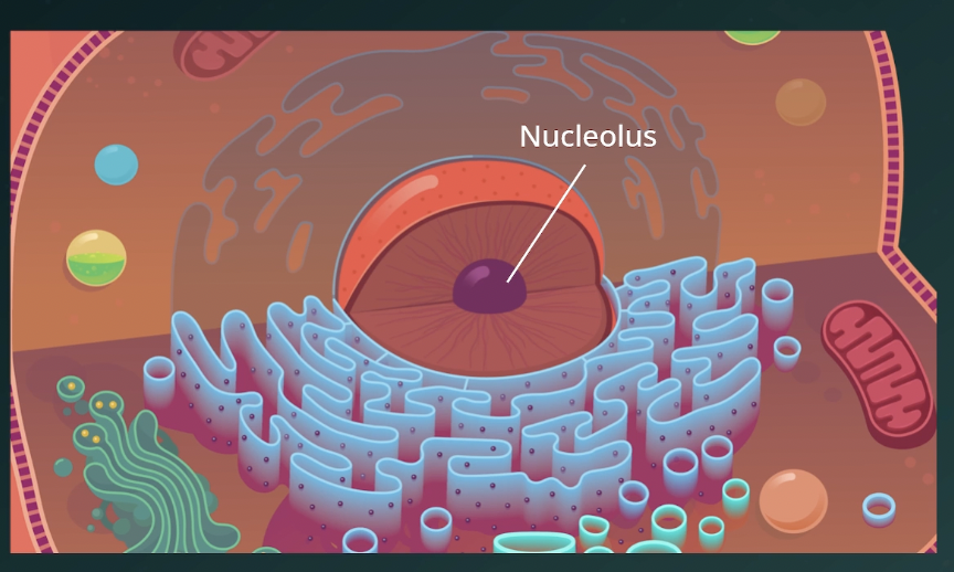 <p>Nucleolus </p>