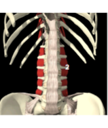 <p><span>mm. intertransversarii lumborum lateralis (deel van Mm. Intertransversarii) </span></p>