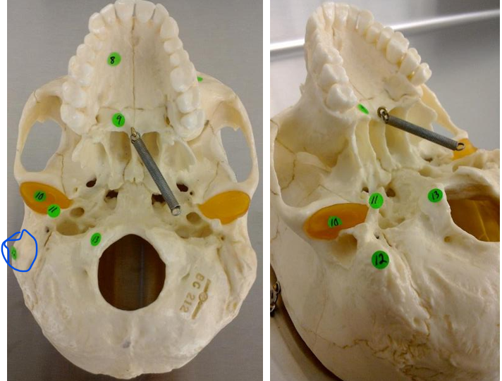 <p>#12 (inferior skull)</p>