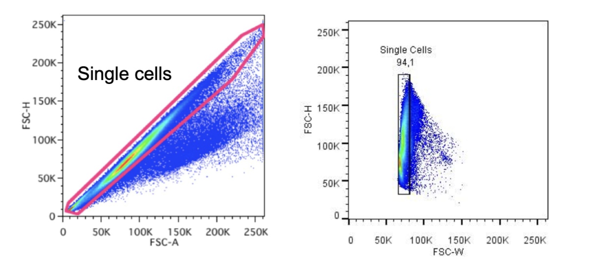 <p><span><strong><span>is to detect disproportions between cell size vs. cell signal</span></strong></span></p><p><span><span>Height (H), cell's maximum signal, is directly impact by any changes in PMT voltage;</span><span><br></span><span>Width (W), represents time duration of the signal, not impacted by PMT voltage, directly correlates with cell size;</span><span><br></span><span>Area (A), calculated from all H measurements during the time (W) the cell passes through the laser beam.</span><span><br></span><span>The most common one uses FSC-A vs. FSC-H. But you also can use FSC-H vs FSC-W and SSC-H vs. SSC-W</span></span></p><p>Forward scatter height and area on same cells, most of them should stay in position, if doublet height and area changes</p><p>this method locates single cells first</p>