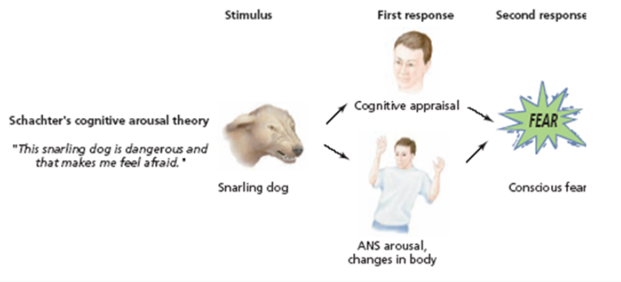 <p>Shachter-Singer “2-factor” theory</p>