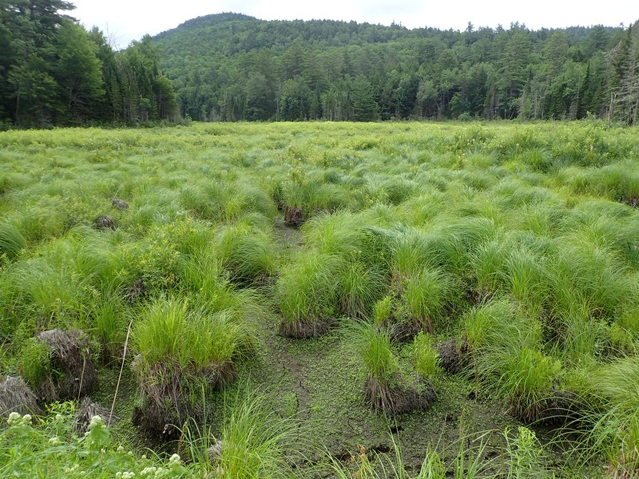 <p>Wetland Type?</p>