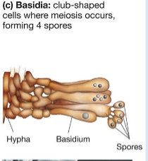 <ul><li><p><span style="line-height: 20.925px;"><span>Mushrooms (etc) form specialized club-shaped cells at the ends of hyphae called basidia and each basidium produces four spores by meiosis</span></span></p></li></ul><p></p>