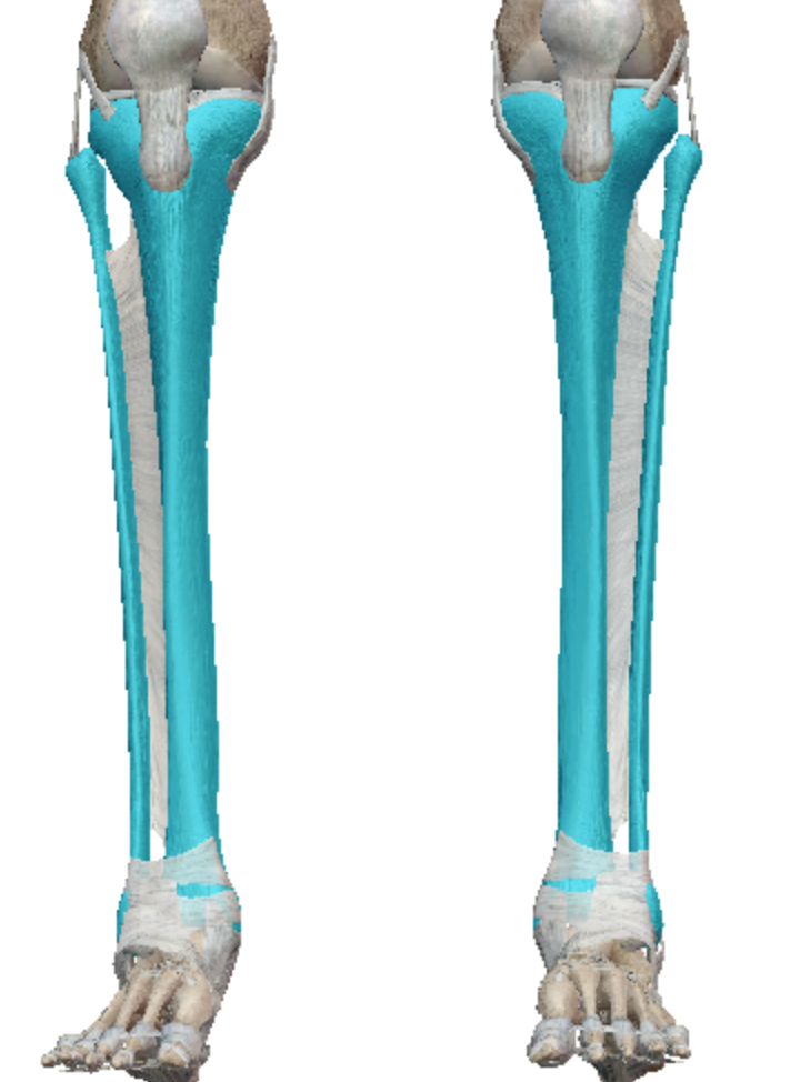 <p>Long bones</p><p>(tibia big, fibula small)</p>