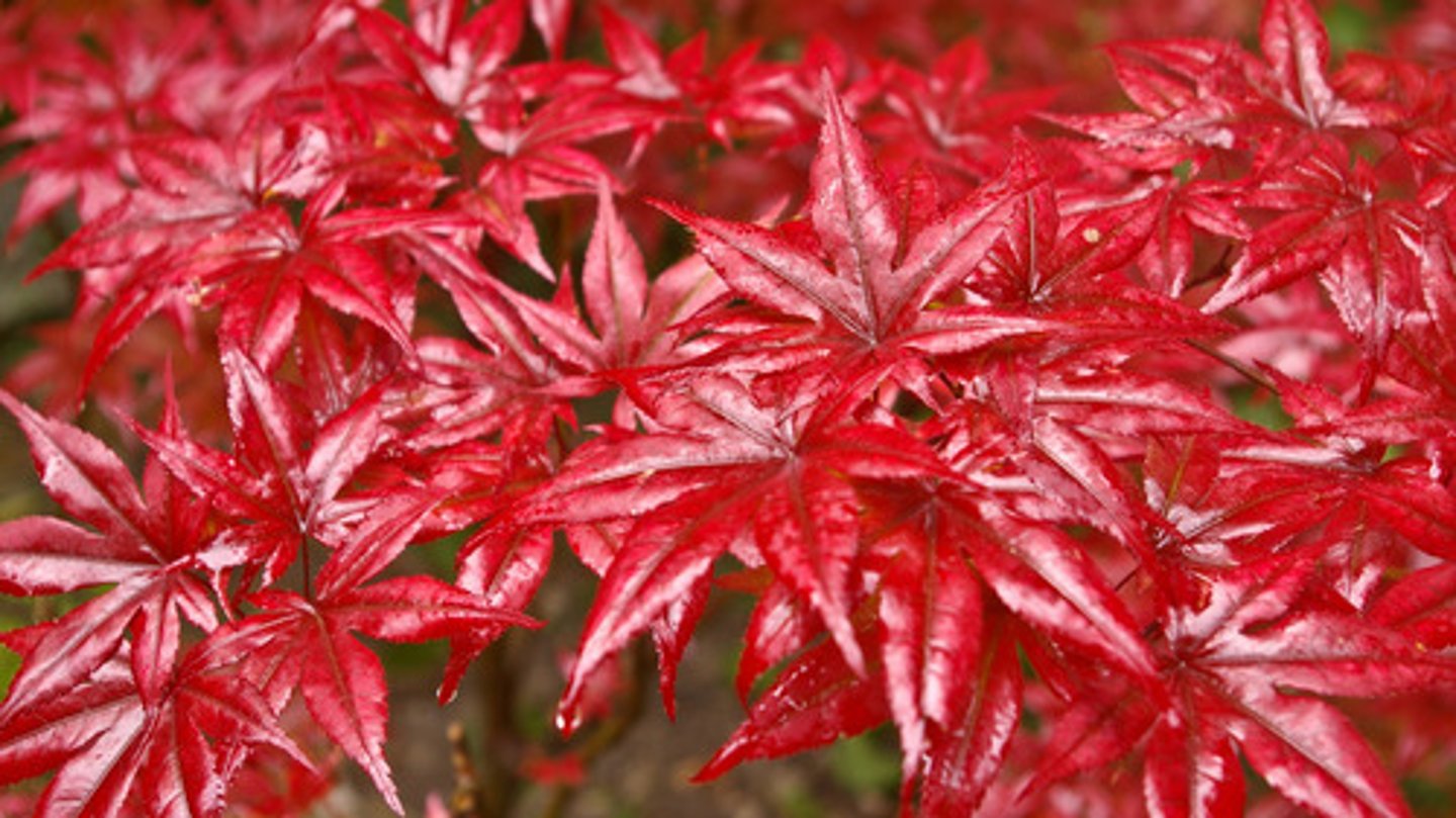 <p>red</p>